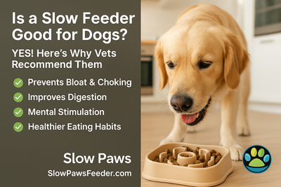 Is a Slow Feeder Good for Dogs? The Science-Backed Answer Every Pet Parent Needs