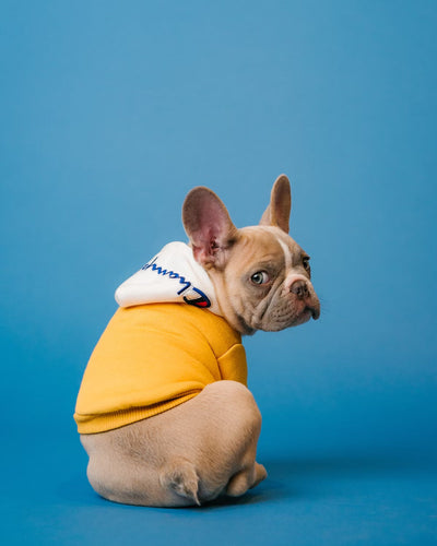 5 Warning Signs Your Dog Desperately Needs a Slow Feeder Bowl