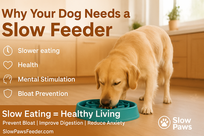 Why Your Dog Needs a Slow Feeder: Health Benefits You Can't Ignore