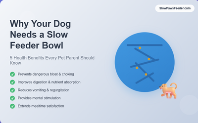 Why Your Dog Needs a Slow Feeder Bowl: 5 Health Benefits Every Pet Parent Should Know